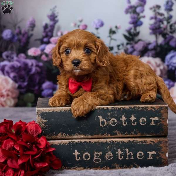 Charlie, Cavapoo Puppy
